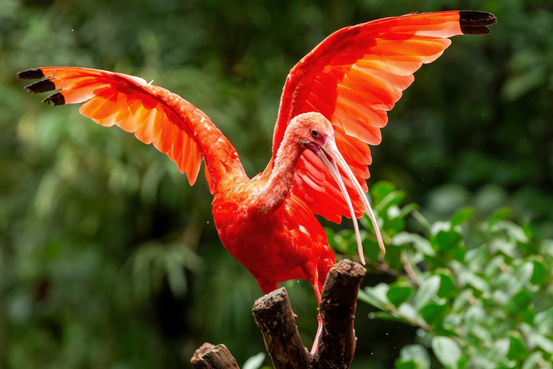 Scarlet ibis at Parque das Aves Scarlet ibis spreading its vivid red-orange wings while perched among tropical greenery at Parque das Aves near Iguazú Falls