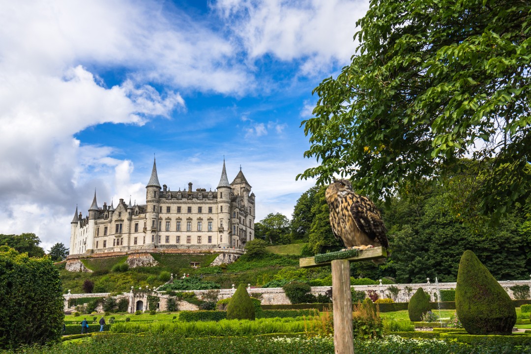 Falconry at Dunrobin Castle Bird of prey perched in the gardens with Dunrobin Castle in the background, Scottish Highlands